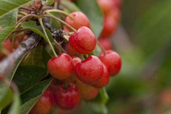 Avec des conditions météorologiques plus favorables, les producteurs de cerises veulent croire à une fin de saison meilleure pour rattraper le manque de rendement du début d'été.