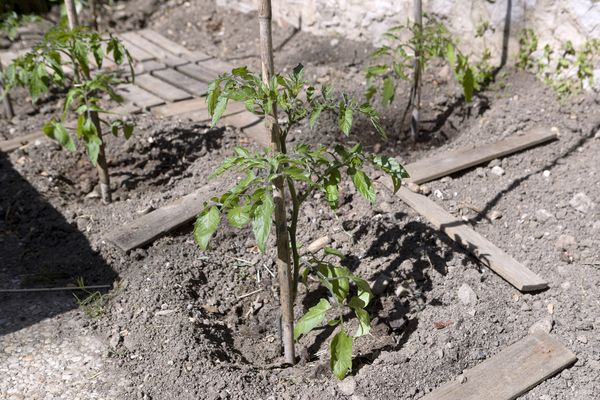 Le manque d'eau se fait sentir partout, notamment dans les potagers.