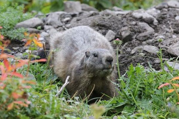 La marmotte est la vedette de la réserve d'Orlu en Ariège.