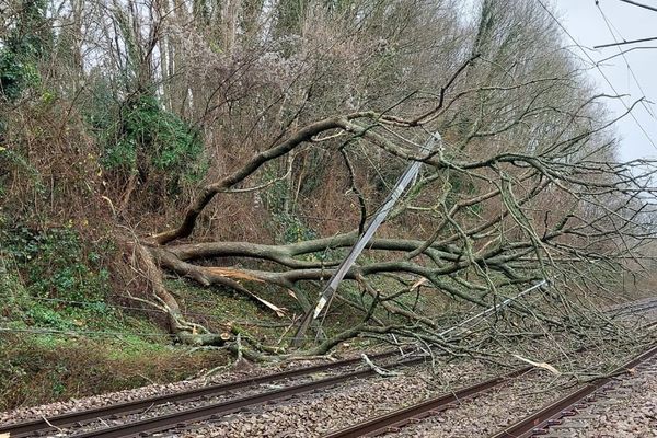 Un arbre déraciné par la tempête Darragh a arraché un poteau électrique et une caténaire sur une centaine de mètres sur la ligne SNCF Rouen - Le Havre, samedi 7 décembre 2024.