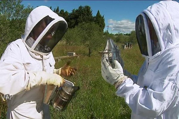 L'apiculture dans l'émission VAP catalan sur France 3 Languedoc-Roussillon