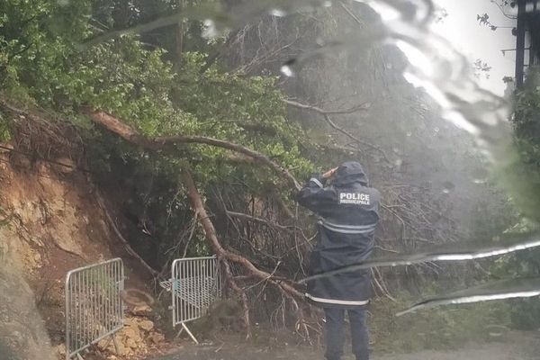 Alpes-Maritimes : Un arbre est tombé à Vallauris sur la chaussée