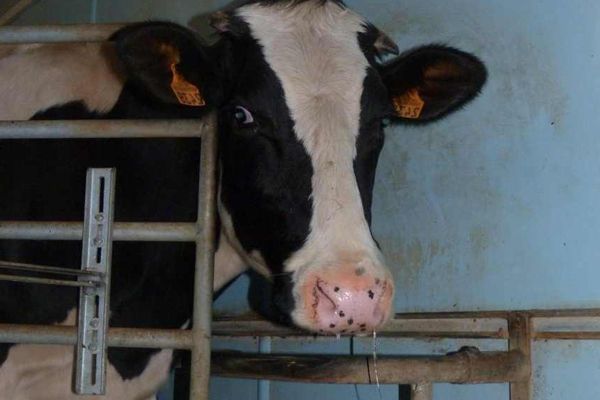 Une vache malade au GAEC des Collines à Roderen