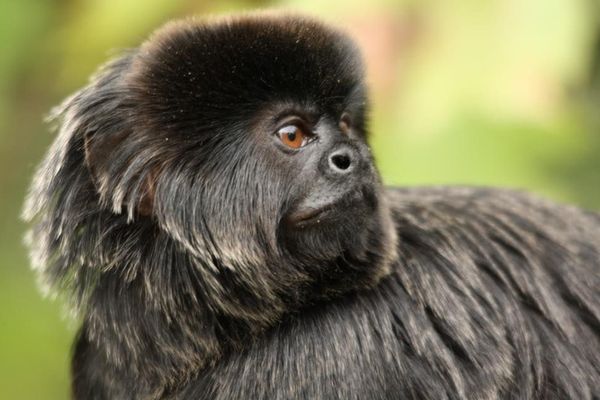 Le Tamarin de Goeldi est une espèce très protégée