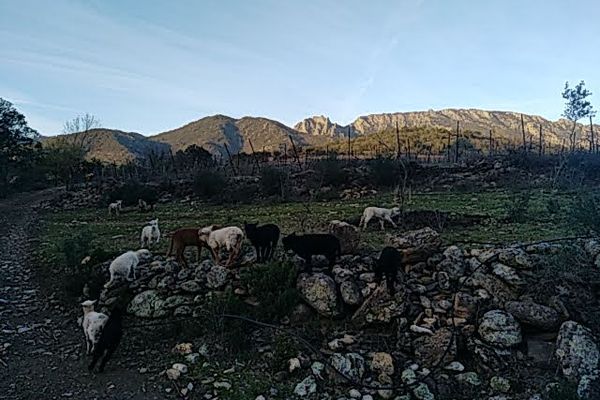 Un troupeau de 27 moutons a été décimé lundi 11 mars 2024, l'animal à l'origine de cette attaque n'a toujours pas été identifié.