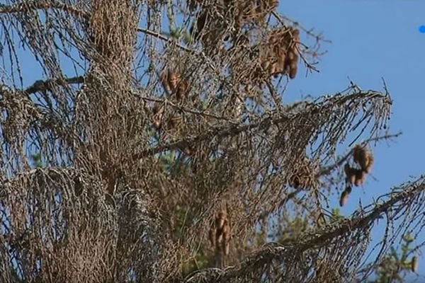 De nombreux épicéas sont touchés par le scolyte dans les forêts de Bourgogne-Franche-Comté. 