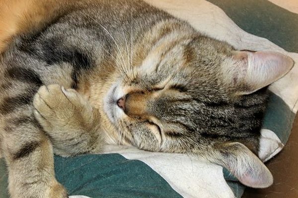 Les chats font un excellent baromètre