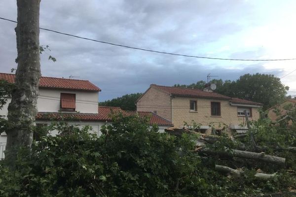 Des arbres sont tombés dans le quartier Lafourguette à Toulouse.