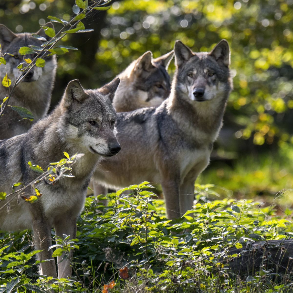 Le loup bientôt moins protégé en Europe ?