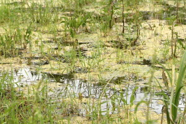 Le champ d'un agriculteur du Noyonnais (Oise) est devenu un marécage, après les fortes pluies des ces dernières semaines de mai 2024.