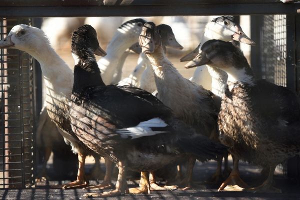 Depuis le début de l'épizootie en novembre, 16 millions d'oiseaux ont été abattus en France.