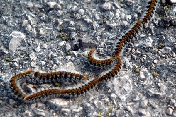 Pour devenir papillons de nuits, les chenilles processionnaires doivent sortir de leur cocon perché dans les pins et se déplacer vers un coin de terre ensoleillé.