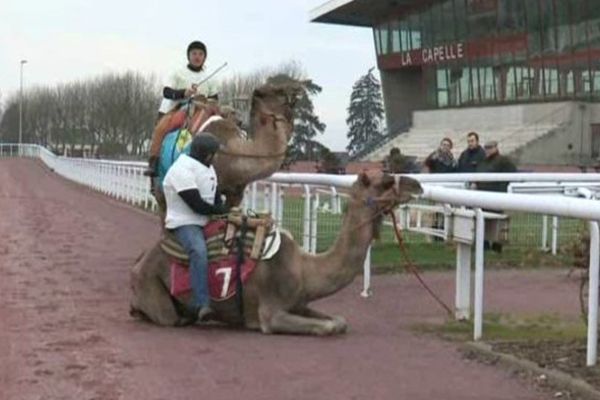 Avec leurs cavaliers, les dromadaires investissent les champs de course français.