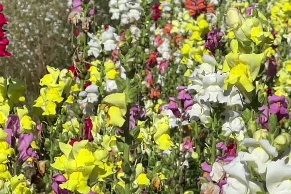 En France, 90% des fleurs arrivent du Kenya, d’Équateur ou de Colombie.