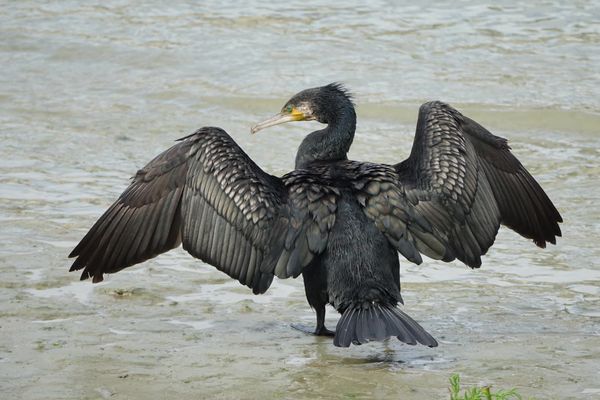 Un grand cormoran.