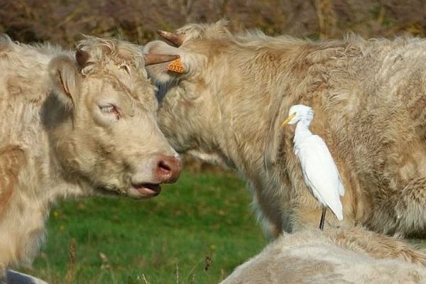 Ces oiseaux blancs qui n'ont pas peur des vaches sont des hérons d'Afrique