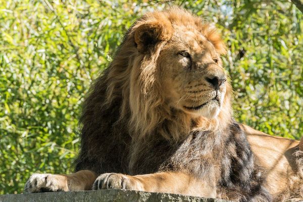 Parys, 16 ans, est mort le 21 janvier au zoo de Maubeuge.