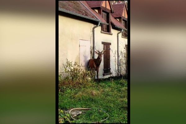 Un cerf, proie d'une chasse à courre se réfugie dans le jardin d'un particulier près d'Orléans