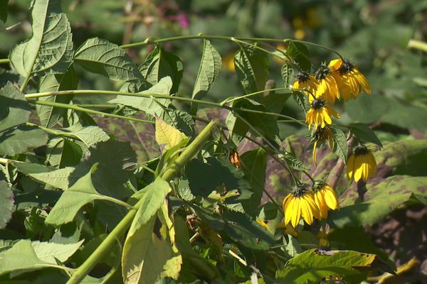 Le topinambour (Helianthus tuberosus) est une plante originaire d'Amérique du Nord.