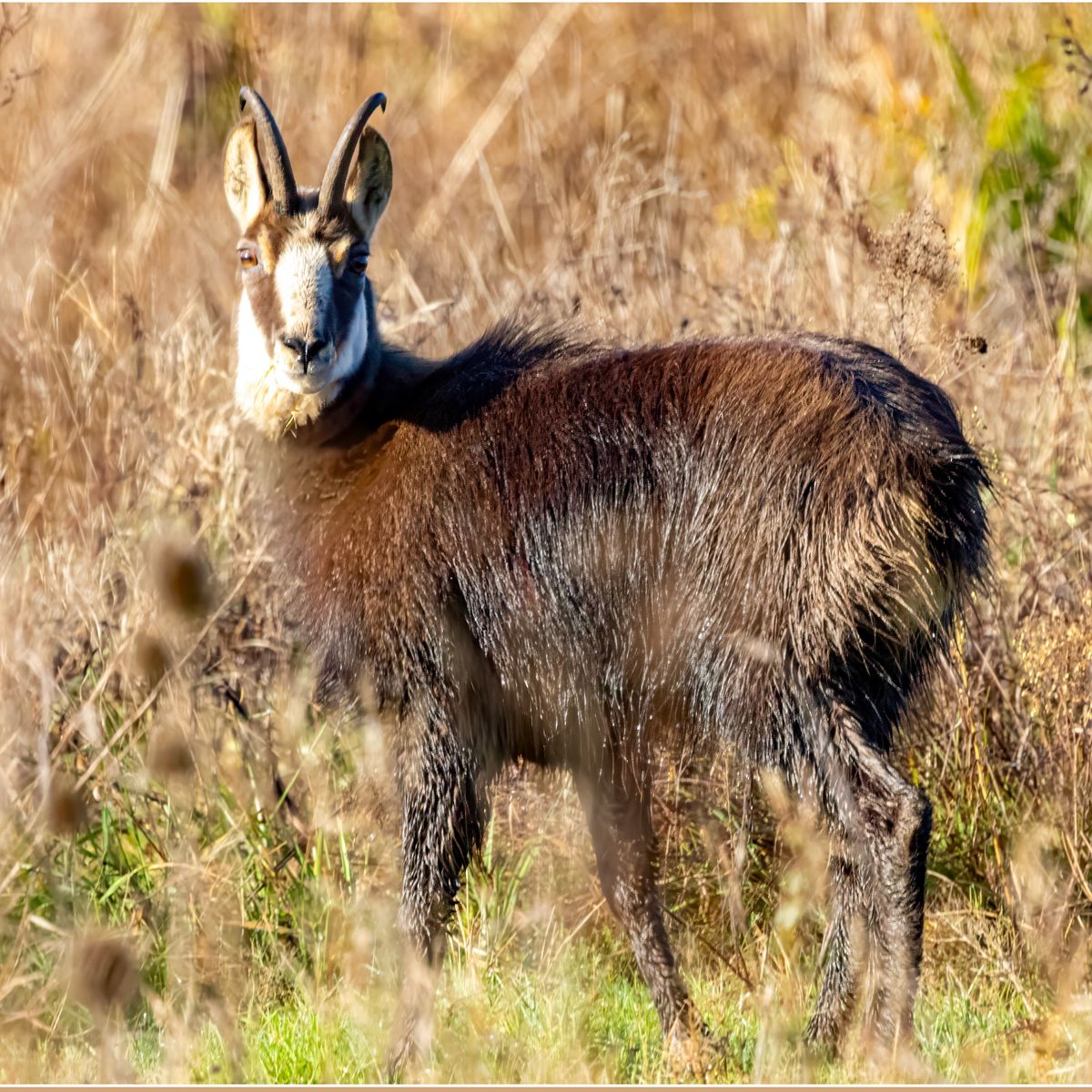 Au début, jai cru que cétait un sanglier. Un chamois, nouvel habitant  insolite dun village de Gironde