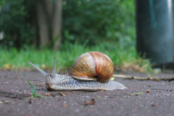 Il n'y a que les escargots pour se réjouir du temps qu'il fait !