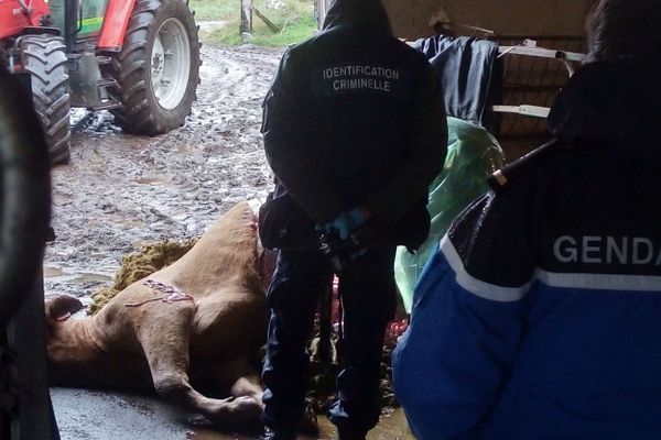 Dans cette ferme de Virargues, dans le Cantal, un veau a été retrouvé mort et mutilé dans son pré vendredi soir.