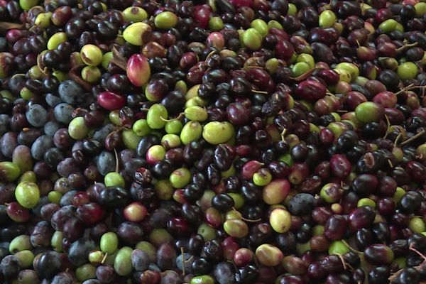 La récolte des olives s'annonce compliquée suite à l'épisode de sécheresse de cet été