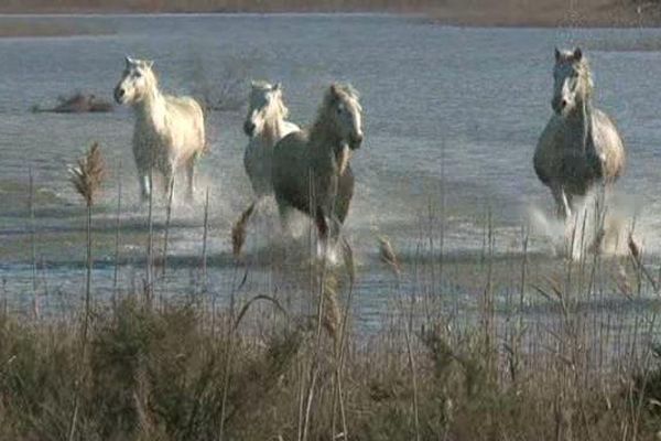 Ces beaux chevaux vont être à l'honneur pendant 3 jours aux Sainte-Marie-de-la-mer ce week-end au salon du chavl Camagri.