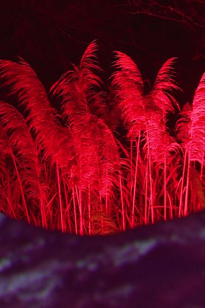 Spectacle son et lumière au Parc des Oiseaux de Villars-les-Dombes (Ain) : une première édition hivernale.