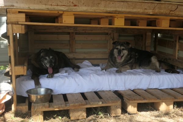 Tina et Le Fauve attendent leur nouvelle famille à la SPA de Nîmes en juin 2023.