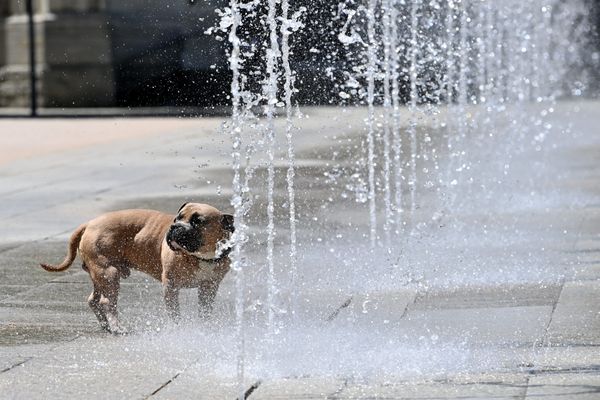 Il fera chaud pour nous, mais également pour nos animaux dans les prochains jours !