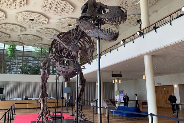 Le Squelette du Tyrannosaure Rex, mis en vente à Zurich, le 29 mars 2023.