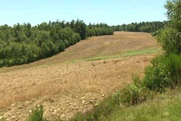 Zone pare-feu traitée massivement par des produits phytosanitaires dans le camp de La Courtine