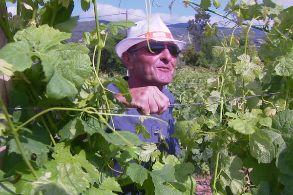 Des retraités deviennent saisonniers pour arrondir leur retraite. Un marché gagnant-gagnant pour un domaine viticole ardéchois.