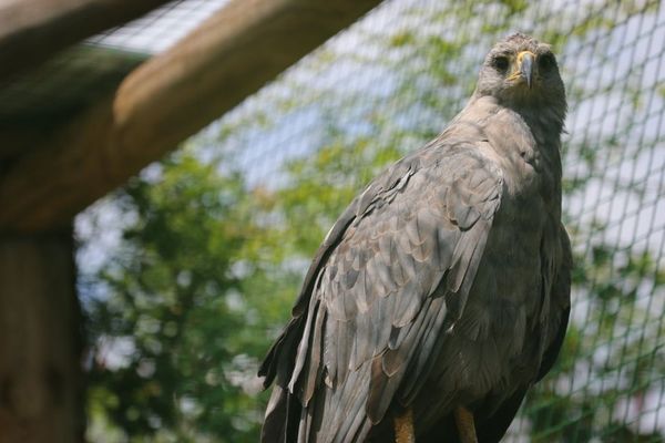 Evita est le dernier aigle de Chaco en Europe.