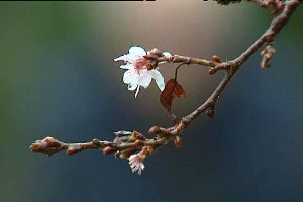 Le mois de décembre a été marqué par des températures supérieures aux valeurs habituelles d'un mois de mars, selon Météo France.