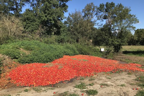 Deux à trois tonnes de tomates invendues déversées sur une parcelle à Haute-Goulaine