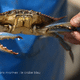 Surnommé Terminator des mers ou crabe Daech, le crabe bleu a envahit les étangs en Corse, une véritable menace pour la biodiversité marine et pour l'activité des pêcheurs.