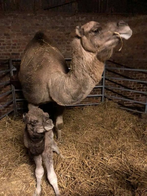 Feignies Proposez Un Nom Pour Ce Bebe Dromadaire Ne Dans La Nuit