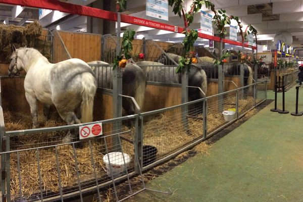 Les "traits lourds" au garde à vous. Ils vous attendent dans le Hall 7