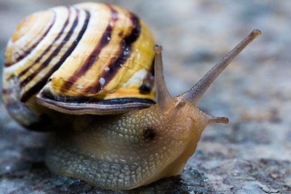 "FlashEscargot" - Il n'y a que les escargots qui seront heureux cette semaine !