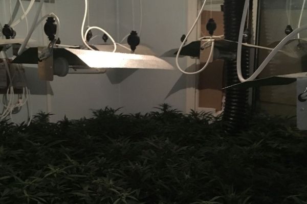 100 pieds de cannabis découverts dans un appartement de Perpignan. 21/02/2017