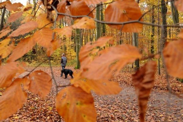 Point de vue image du monde : un homme promène son chien en forêt un dimanche d'automne