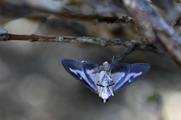 Un pyrale, une espèce de papillon observée dans le sud est de la France, reflet de la biodiversité