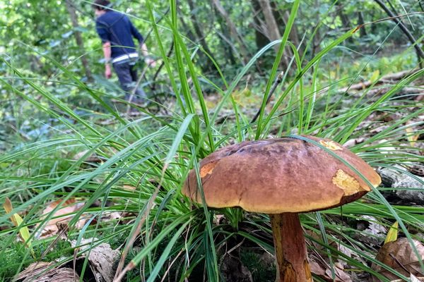 L’Agence Nationale de Sécurité Sanitaire de l’Alimentation, de l’Environnement et du Travail a émis un certain nombre de recommandations à propos de la cueillette des champignons.