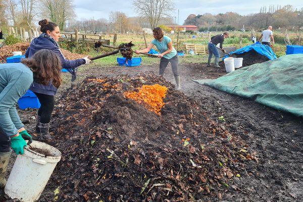 Les carrioles vertes collectent les épluchures de légumes pour en faire du compost