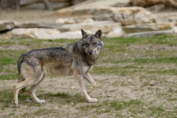 Un loup dans la réserve de La Barben à Salon-de-Provence.