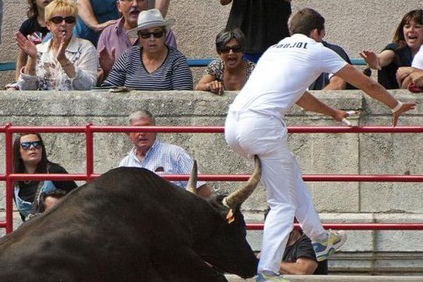 Un taureau lors d'une course camarguaise dans les arènes de Beaucaire, dans le Gard - archives