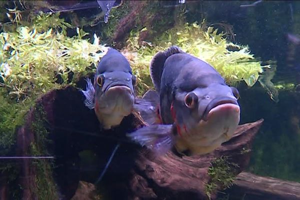 Les habitants du Museum Aquarium de Nancy