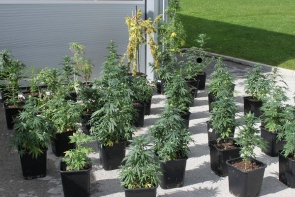 Les pots de cannabis